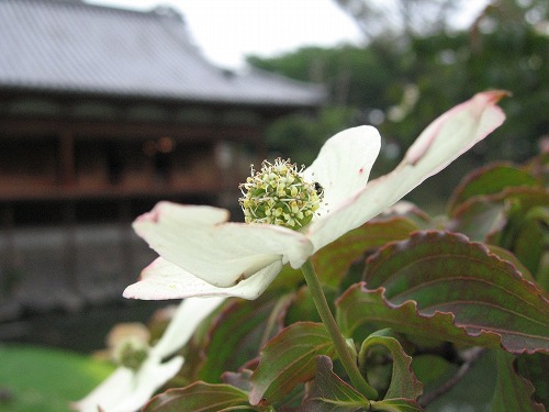 小倉城庭園7