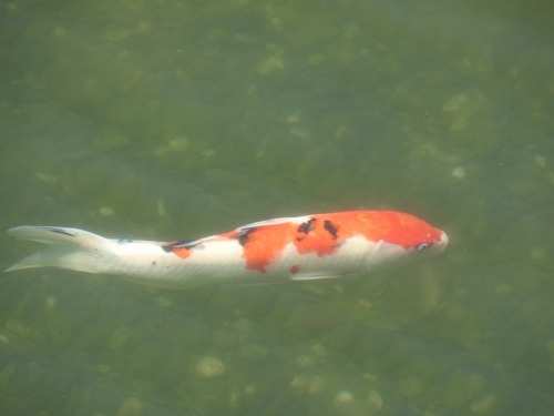 人面魚1