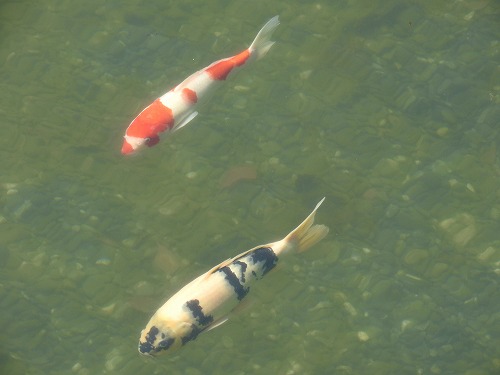 人面魚2
