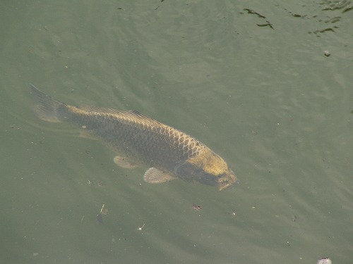 人面魚3