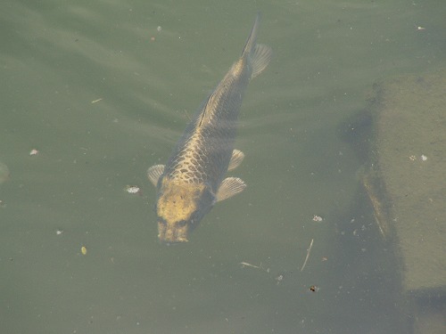 人面魚4