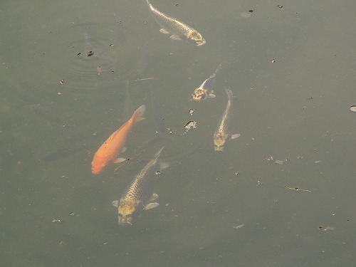人面魚5