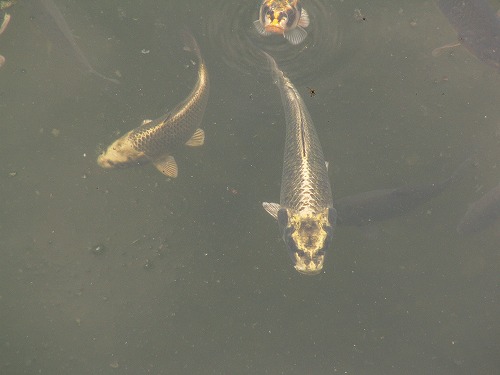 人面魚6