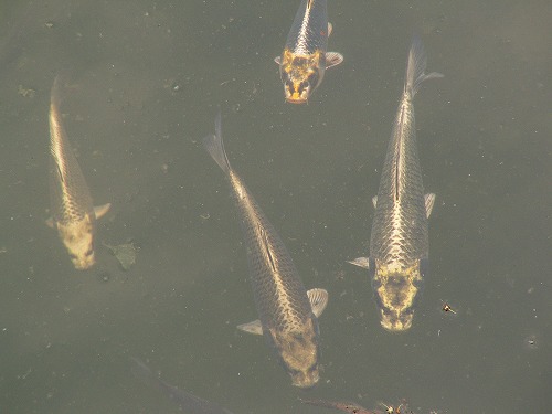 人面魚7