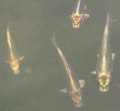 人面魚8