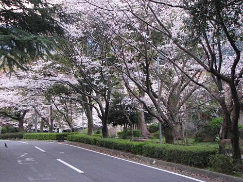桜20