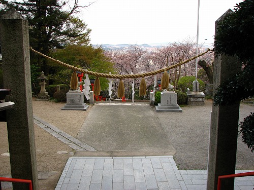 桜2