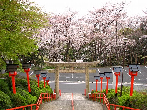 桜1