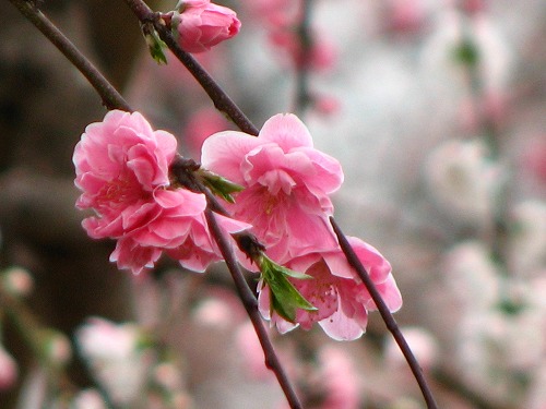 桜7