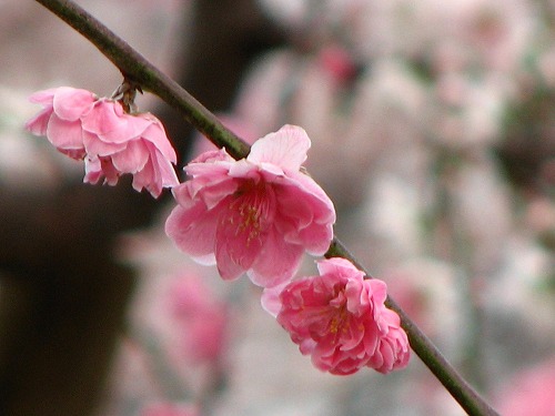 桜8
