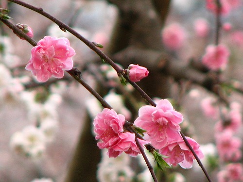 桜9