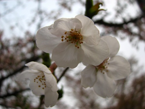 桜10