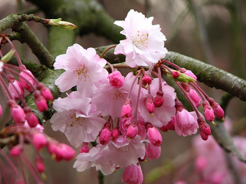 桜11