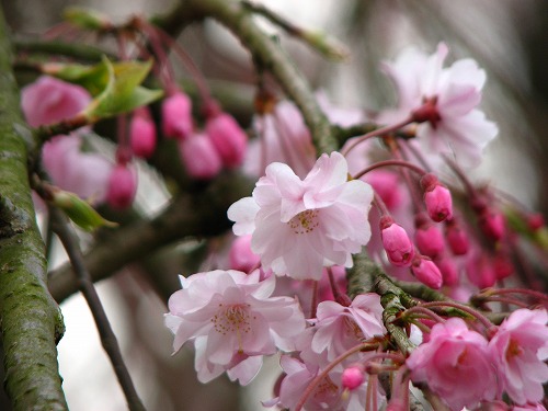 桜12