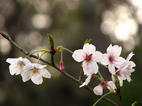 桜17