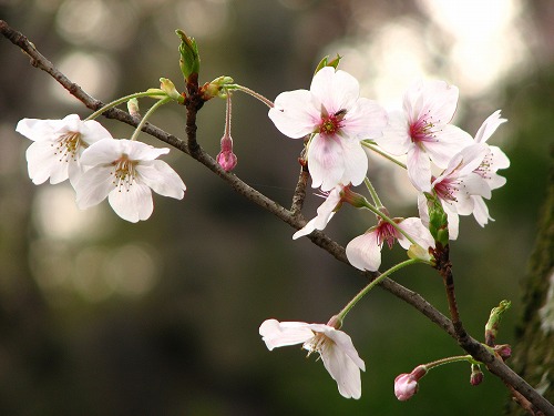 桜18