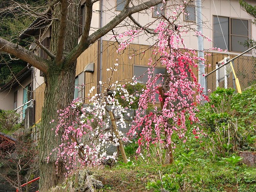 桜15