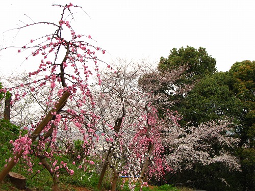 桜16