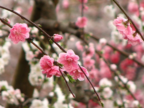 桜13