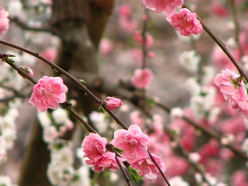 桜14