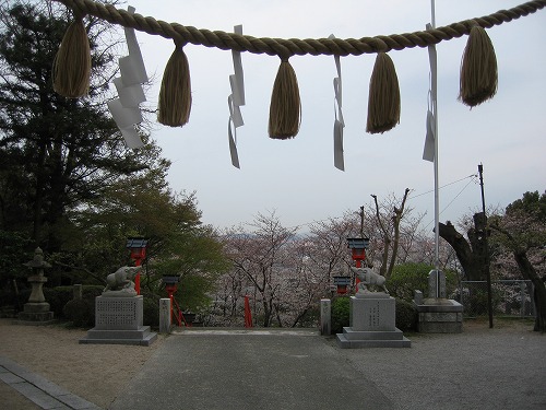桜3