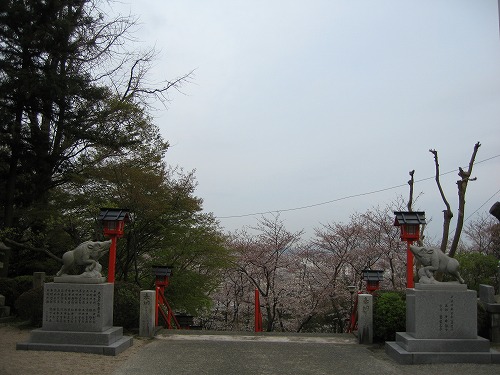桜4