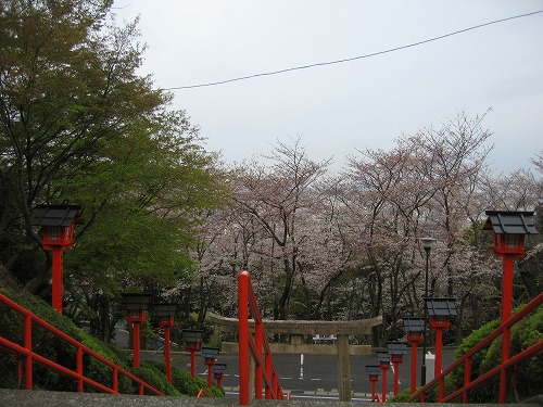 桜6
