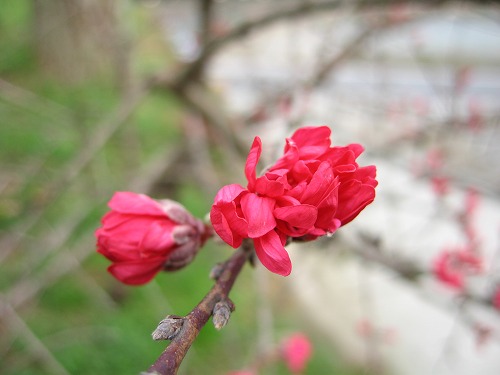 桜19