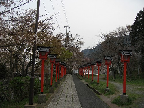 桜5