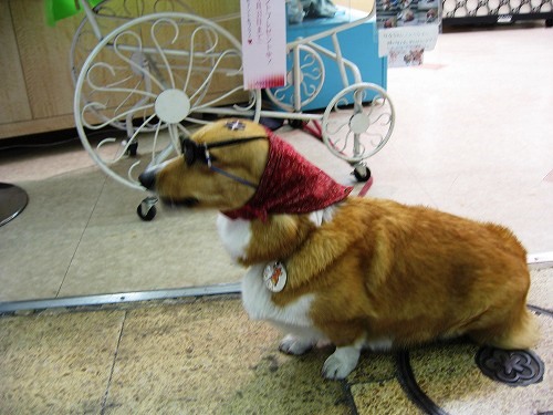 看板犬1