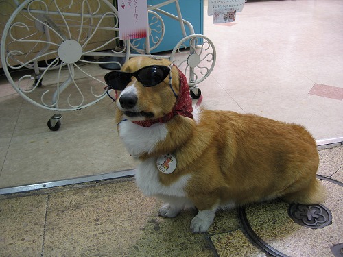 看板犬2