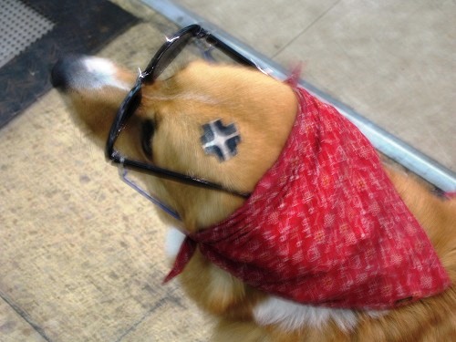 看板犬3