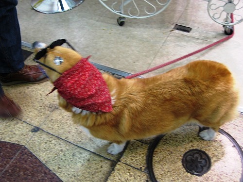 看板犬4