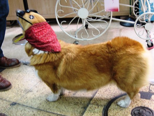 看板犬5