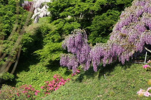 河内藤園1