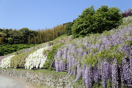 河内藤園13
