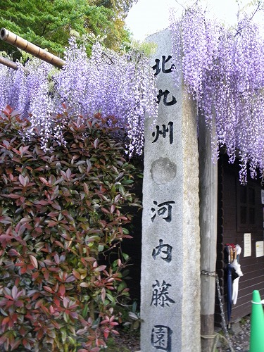 河内藤園16