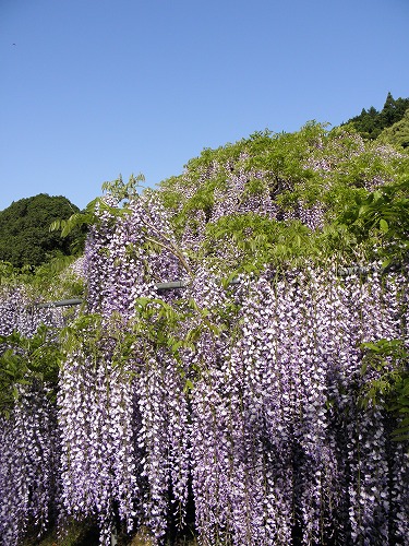 河内藤園17