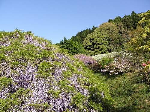 河内藤園18