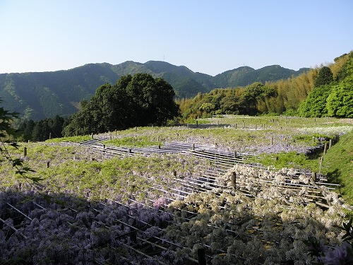 河内藤園19