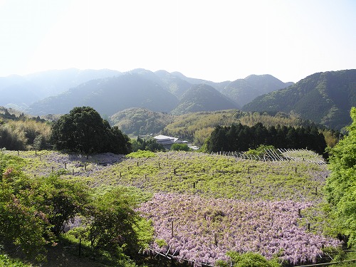 河内藤園20