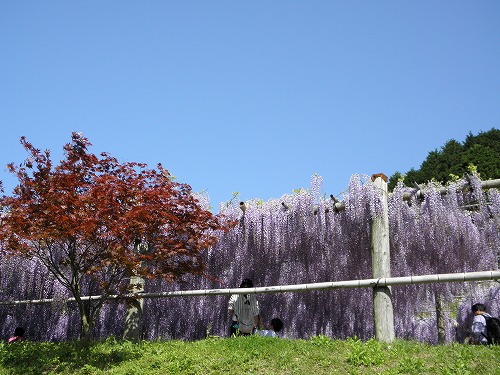 河内藤園21