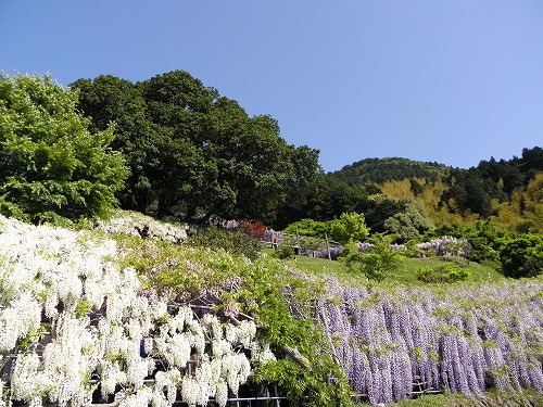 河内藤園27