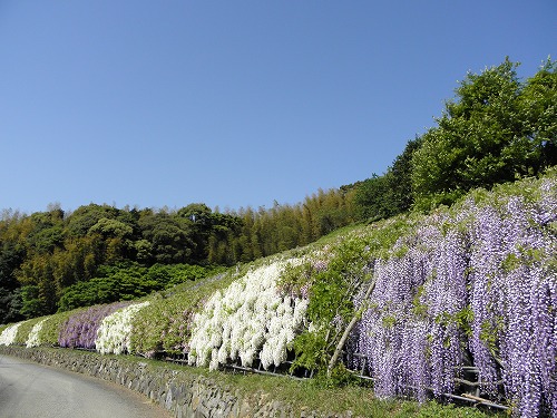 河内藤園31