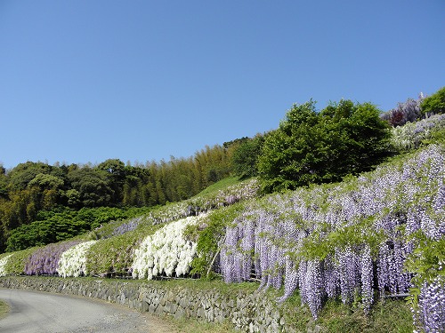 河内藤園36