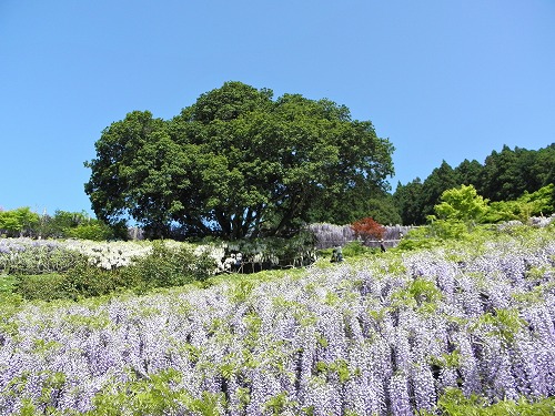 河内藤園37