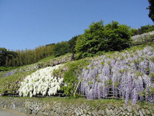 河内藤園38
