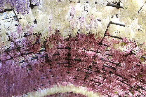 藤のトンネル6