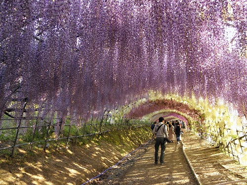 藤のトンネル20