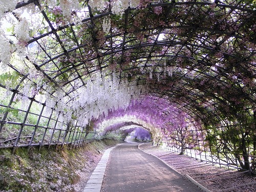 河内藤園20